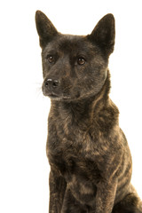 Portrait of a Female Kai Ken dog the national japanese breed glancng away isolated on a white background