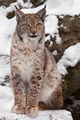 A beautiful and proud wild forest wildcat Lynx sits upright and looks with clear eyes