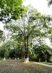 Fototapeta premium Beautiful park scenery, towering trees