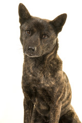 Portrait of a Female Kai Ken dog the national japanese breed looking at the camera isolated on a white background