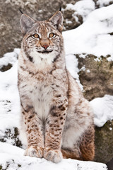Naklejka premium A beautiful and proud wild forest wildcat Lynx sits upright and looks with clear eyes