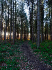 Rows of tall fir trees stand either side of a woodland path in the winter sun.