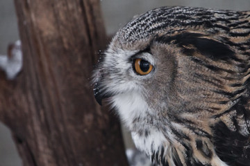 face of the eagle owl is close-up, pointing sideways (profile)