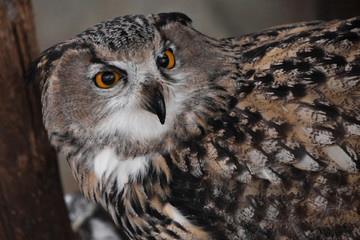 Muzzle of an eagle owl close-up, directed straight (full face)