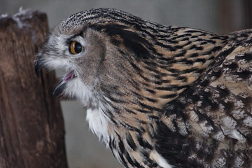 face of the eagle owl is close-up, pointing sideways (profile)
