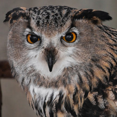 Muzzle of an eagle owl close-up, directed straight (full face)