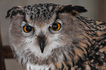 Muzzle of an eagle owl close-up, directed straight (full face)