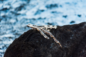 Frozen tree branch on the rock