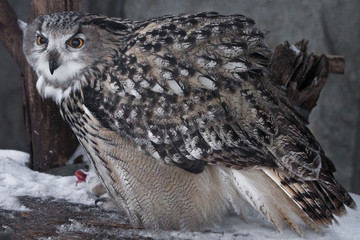 A sitting eagle owl sits in the snow