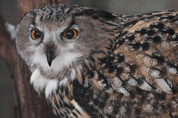 Muzzle of an eagle owl close-up, directed straight (full face)