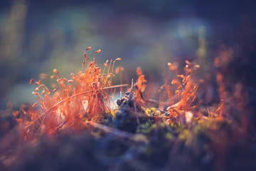 Glowing blooming moss