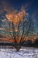 Fototapeta na wymiar tree on a background of glowing clouds