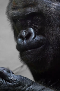 The puzzled face of a brutal male gorilla close-up
