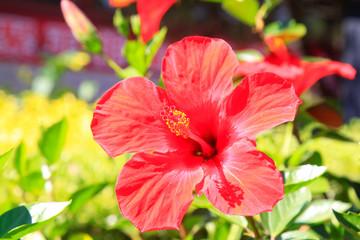 Red Chinese hibisci rosae-sinensis flower