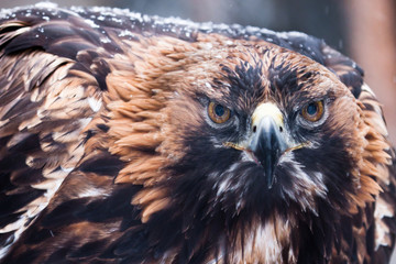 Terrible eagle golden eagle looks angry, close-up.