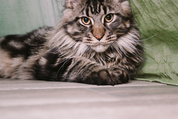 close up portrait of a big fluffy Maine Coon cat lying on the floor