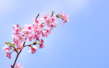 Beautiful cherry blossoms sakura tree bloom in spring over the blue sky, copy space, close up.