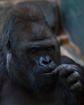 face of a brutal male gorilla close-up