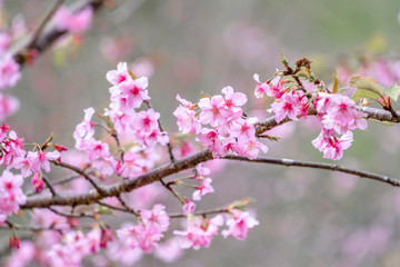 Beautiful cherry blossoms sakura tree bloom in spring over the blue sky, copy space, close up.