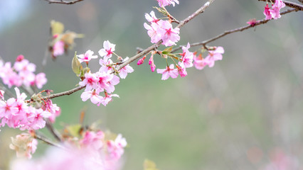 Beautiful cherry blossoms sakura tree bloom in spring over the blue sky, copy space, close up.