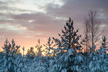 Winter forest lit by the rays of the setting sun