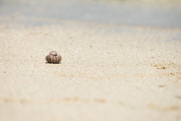 Fototapeta na wymiar Sea shell on tropical beach
