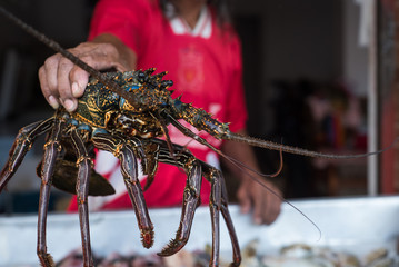 Tropical lobster at Mauritius fish market