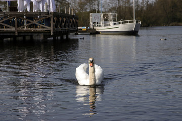 swan on the lake © kristina rütten