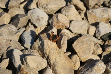beautiful tender butterfly with spread wings heats up in  sun on a stone