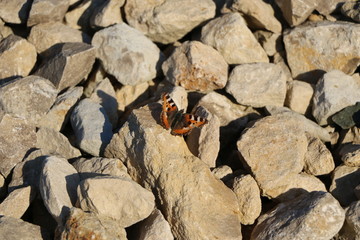 beautiful tender butterfly with spread wings heats up in  sun on a stone