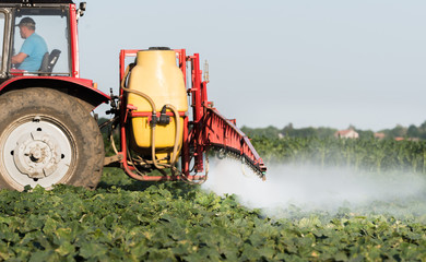 Farmer on a tractor with a sprayer makes fertilizer for young vegetable
