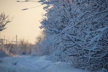 Trees in the snow