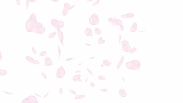 falling rose petals animation