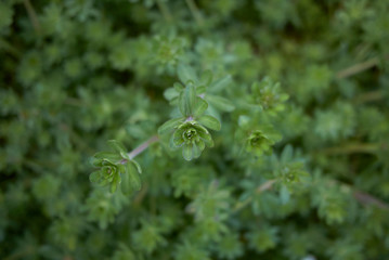Galium mollugo