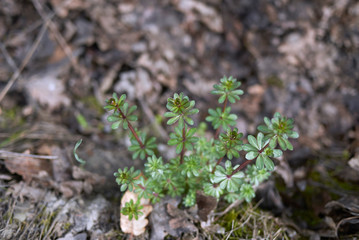 Galium mollugo