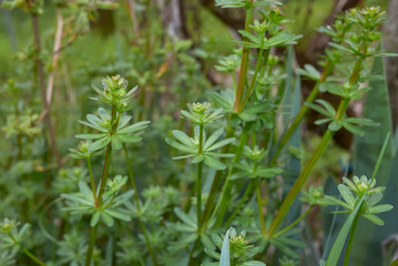 Galium mollugo