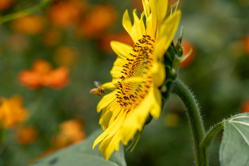 ひまわりとハチ