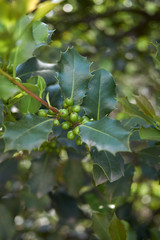 Ilex aquifolium