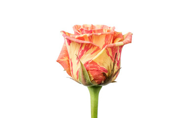 Rose Isolated On White Background