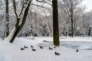 Park Planty zasypany śniegiem, Białystok, Polska © podlaski49