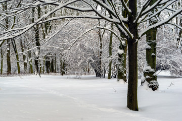 Park Planty zasypany śniegiem, Białystok, Polska © podlaski49