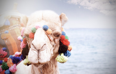 Close up portrait of camel near the seaside. Camelus ride on egyptian beach