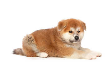 Akita Inu puppy dog on white background