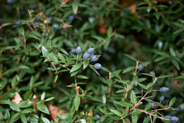 Myrtus communis shrub