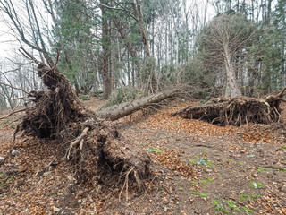 Spruces felled after a windstorm