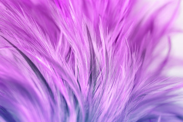 Purple chicken feathers in soft and blur style for background