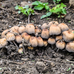 False mushrooms on the ground. The growth of fungi on moist soil