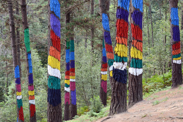 Bosque de Oma in Spain