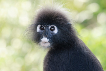 Portrait of a Dusky leaf monkey in a tree