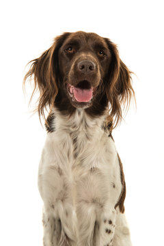 Portrait of a kleiner munsterlander or heidewachtel with mouth open isolated on a white background